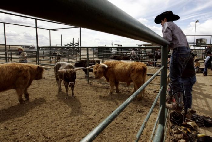 Mini Bull Riding